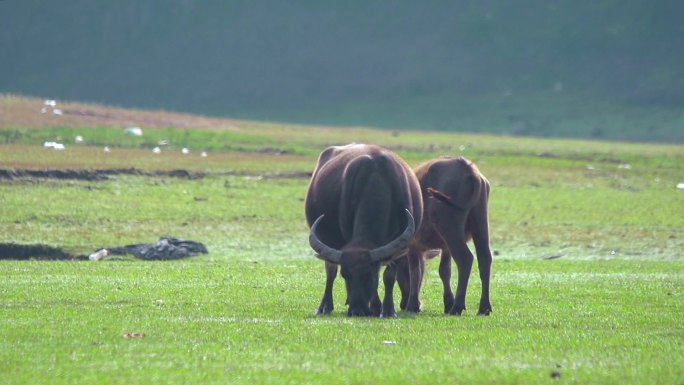 升格视频草地上吃草的水牛甩动的牛尾