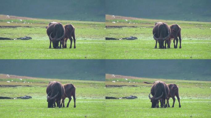 升格视频草地上吃草的水牛甩动的牛尾