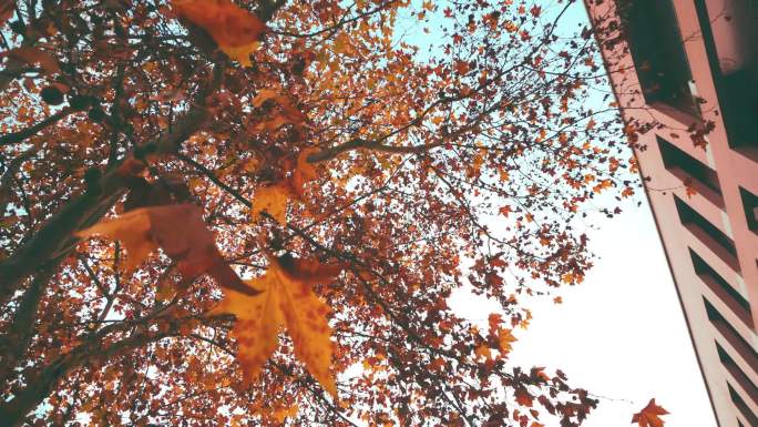 秋天枫叶旋转