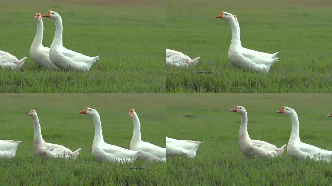 升格视频，草地上蹒跚走着的大白鹅