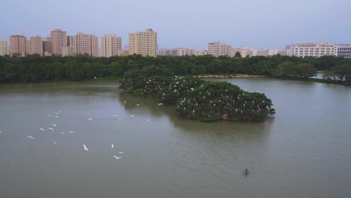 深圳海上田园红树林航拍