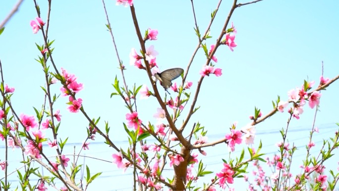 春天-小河-桃花园