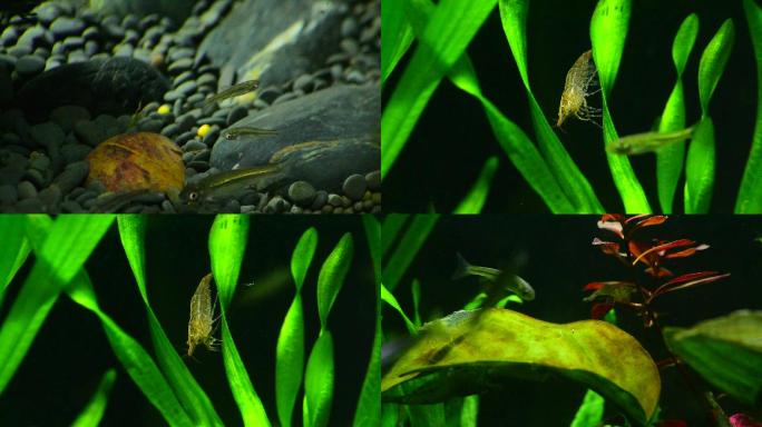 水下生物动植物鱼虾鱼缸造景
