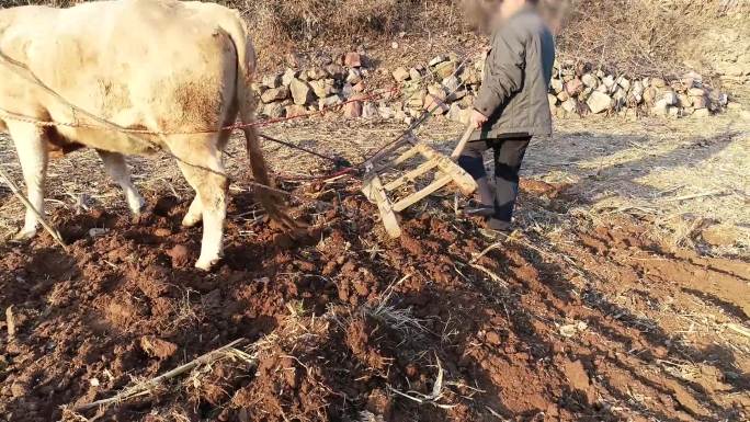 河南农村农民牛耙地犁地耕地视频