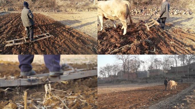 河南农村农民牛耙地犁地耕地视频