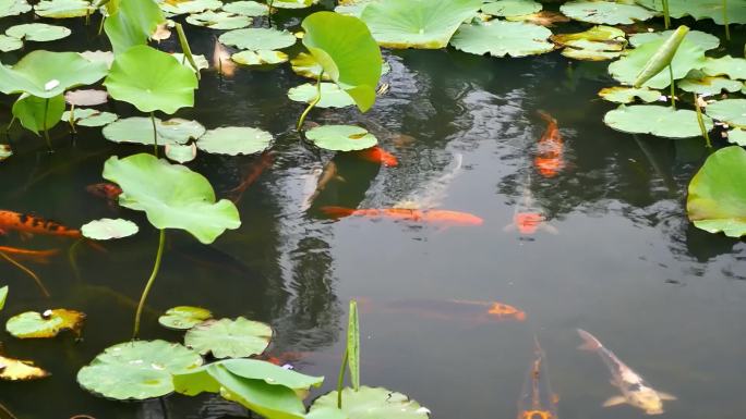 古镇河塘池塘荷叶边鲤鱼嬉戏