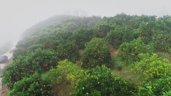 4K晨雾中满山坡的橙子成熟10