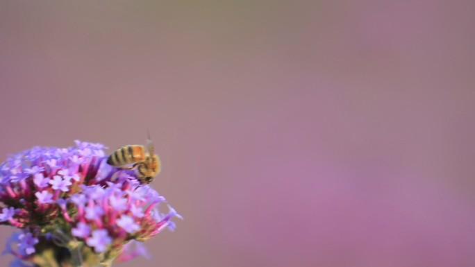 蜜蜂与花儿