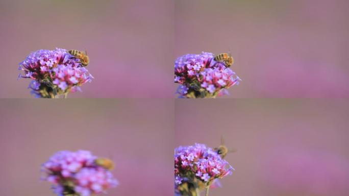 蜜蜂与花儿