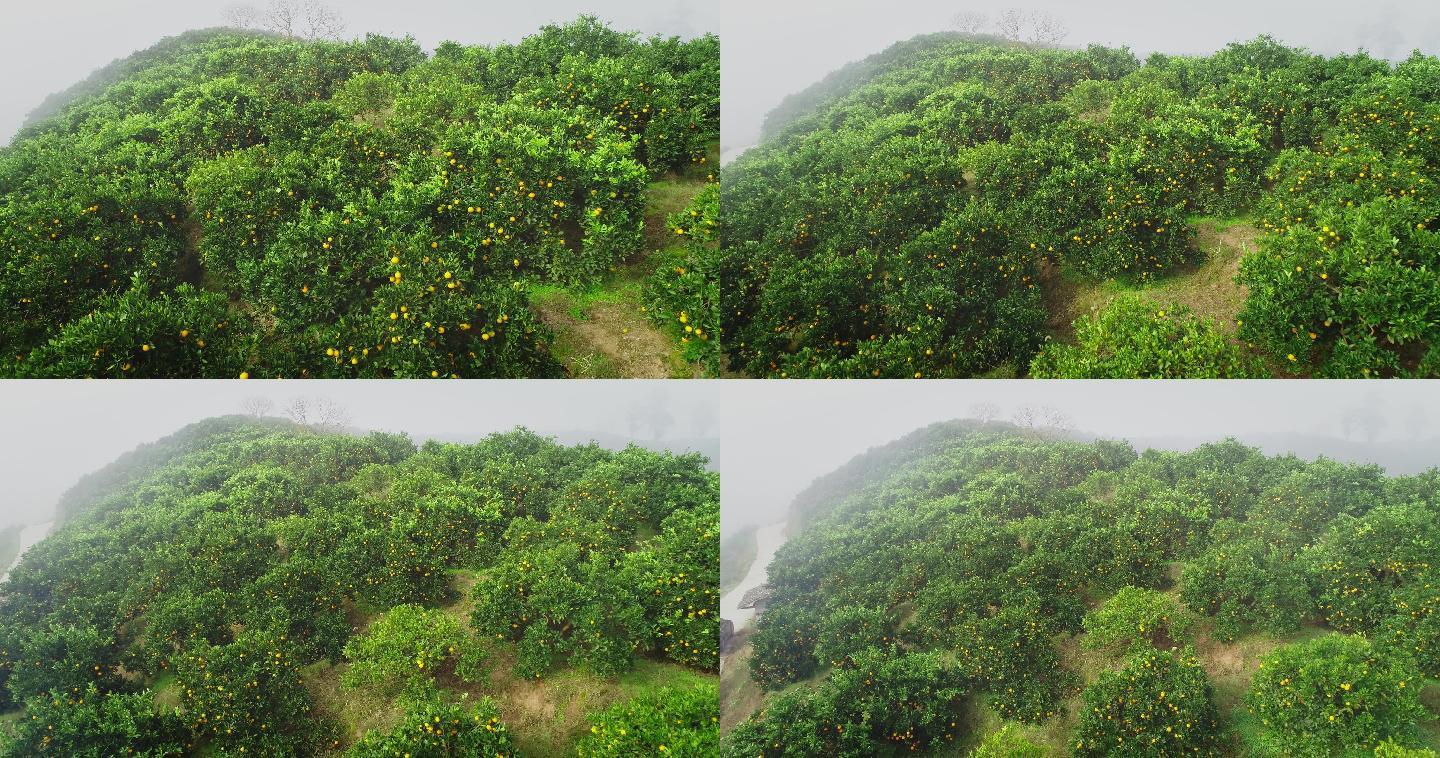4K晨雾中满山坡的橙子成熟14