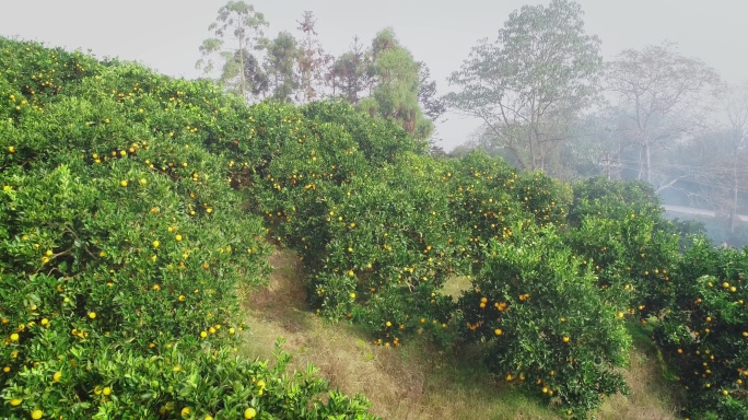 4K晨雾中满山坡的橙子成熟18