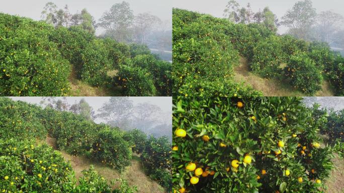 4K晨雾中满山坡的橙子成熟18
