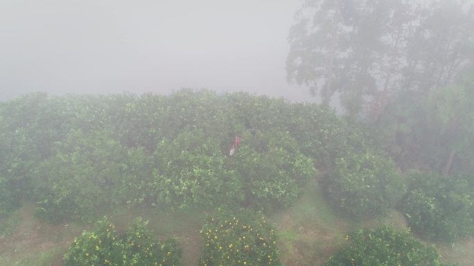 4K晨雾中满山坡的橙子成熟03