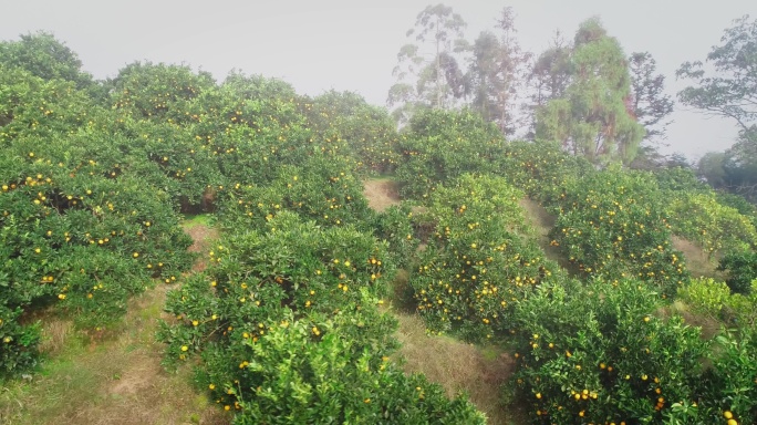 4K晨雾中满山坡的橙子成熟17