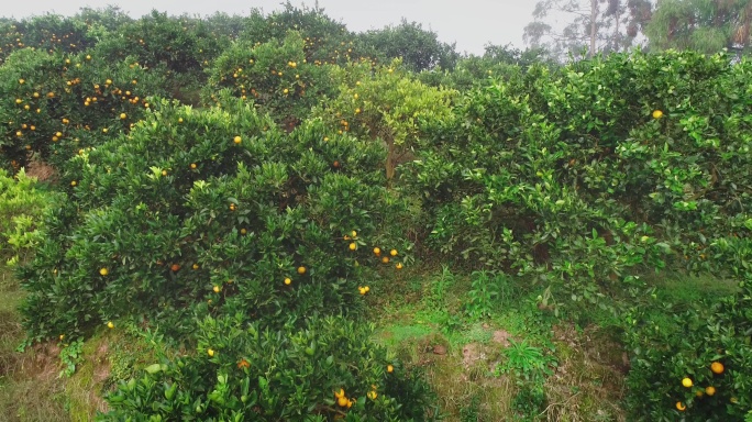 4K晨雾中满山坡的橙子成熟11