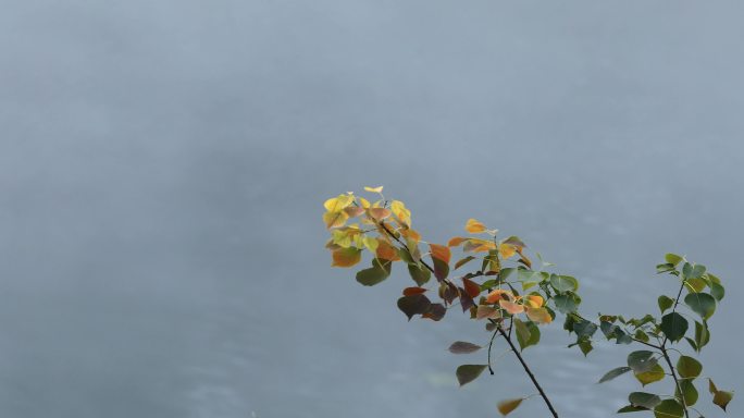4K雾中河面上的树叶