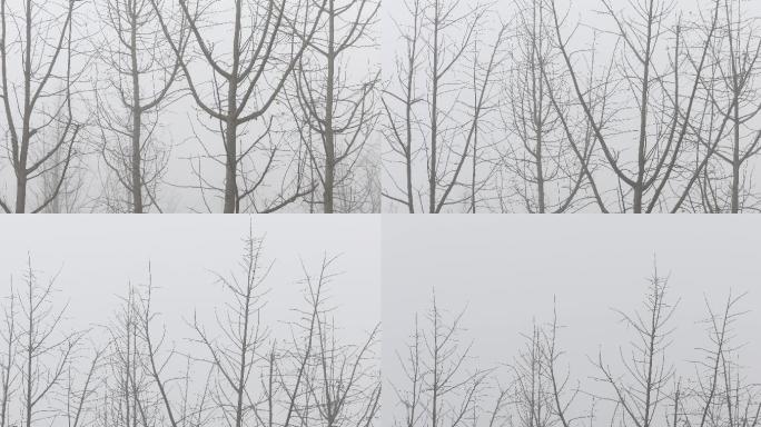 4K冬日晨雾中的光秃秃树枝01