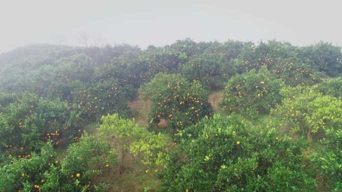 4K晨雾中满山坡的橙子成熟12