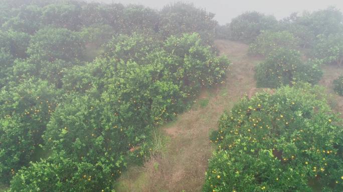 4K晨雾中满山坡的橙子成熟07
