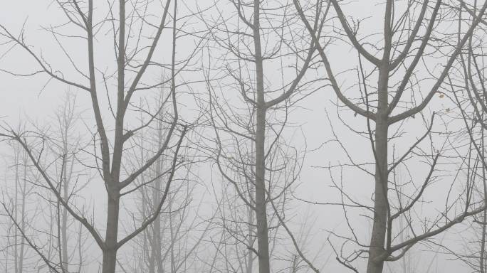 4K冬日晨雾中的光秃秃树枝02