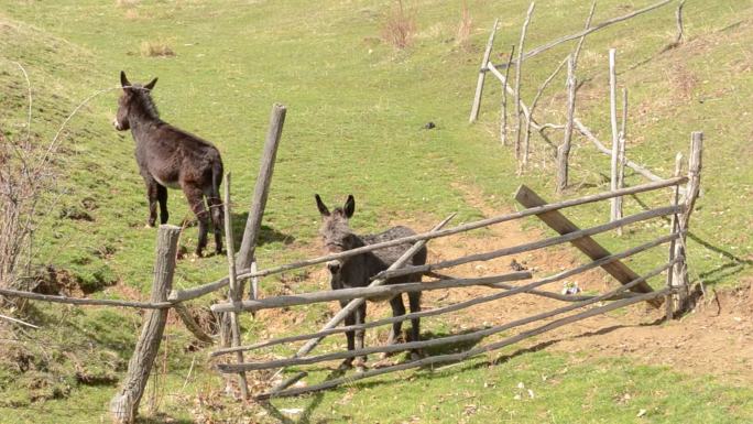 两只小驴骡子马欧庄园农场草原畜牧业