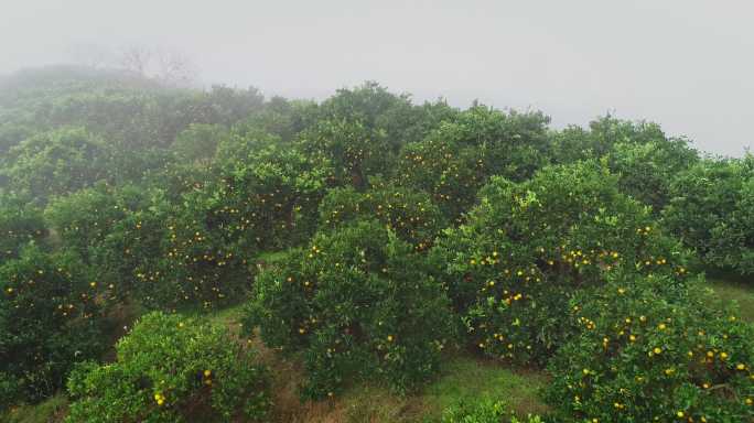 4K晨雾中满山坡的橙子成熟09