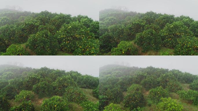 4K晨雾中满山坡的橙子成熟09
