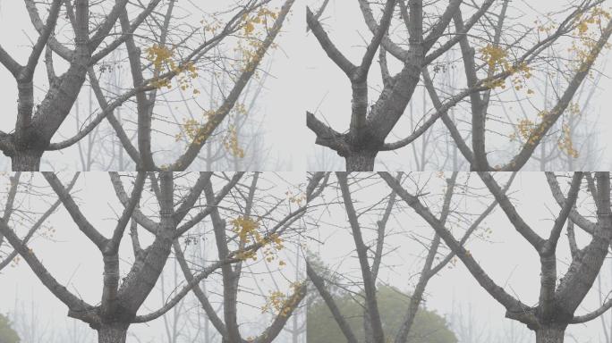 4K冬日晨雾中的银杏树残叶01