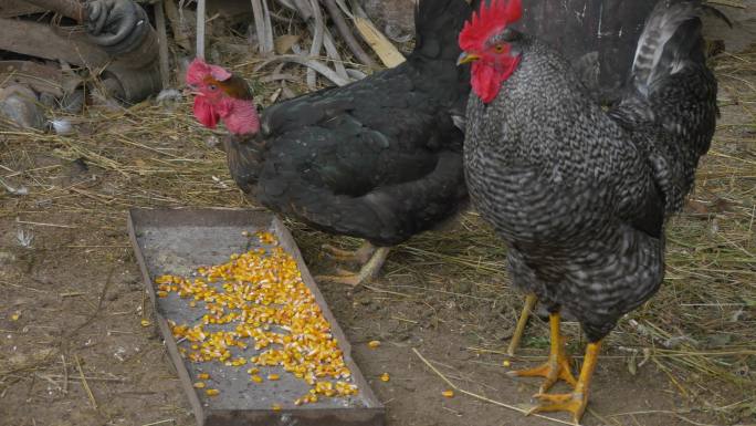 4K-鸡吃玉米土鸡山鸡农户山上村庄
