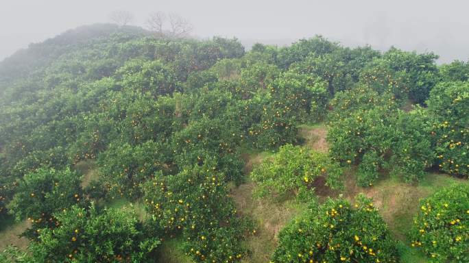 4K晨雾中满山坡的橙子成熟13