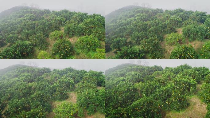 4K晨雾中满山坡的橙子成熟13