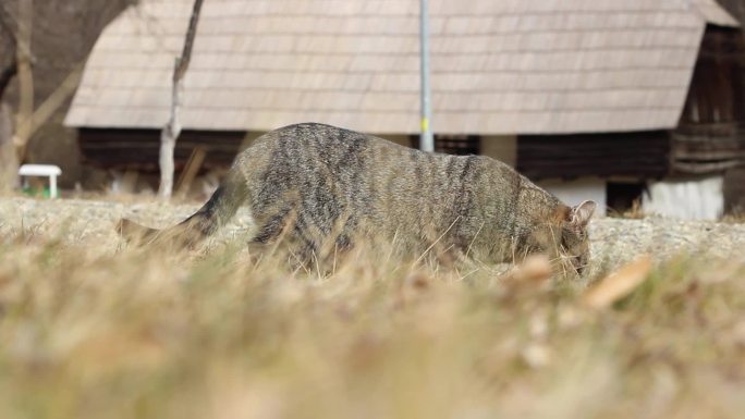 流浪猫吃干草户外野地觅食