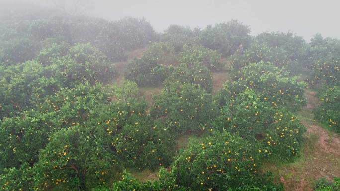 4K晨雾中满山坡的橙子成熟02