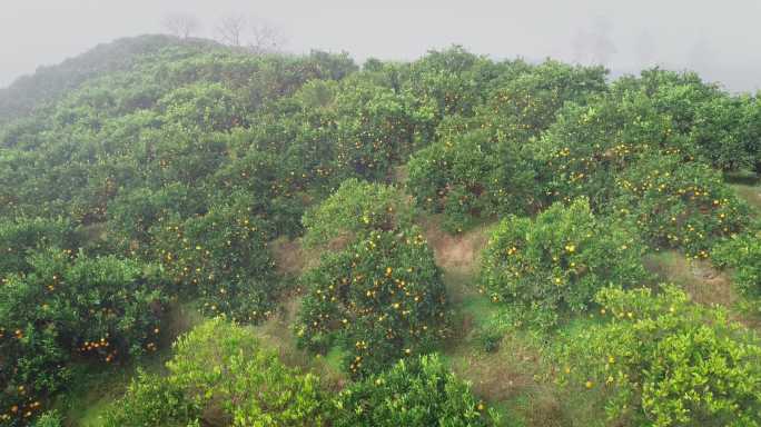 4K晨雾中满山坡的橙子成熟15