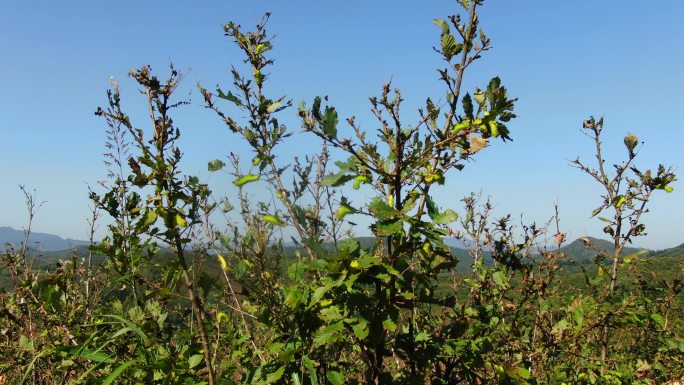 秋季蚕茧蚕宝宝东北柞蚕