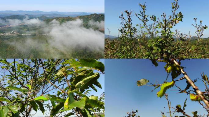 秋季蚕茧蚕宝宝东北柞蚕