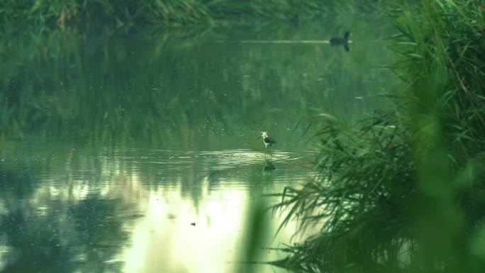 水鸟湿地公园保护动物珍惜动物环保