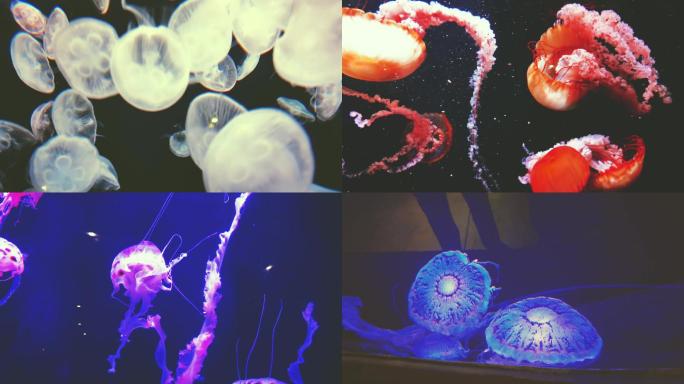 海洋水族馆拍摄各种水母