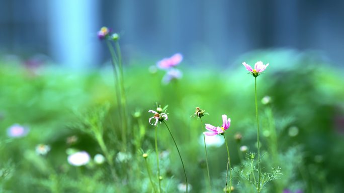 花草野花小花花园花朵低调小草