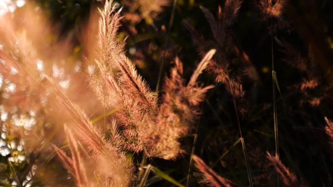 夕阳下的芦苇唯美风景视频素材