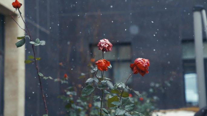 下雪慢动作雪花升格慢动作