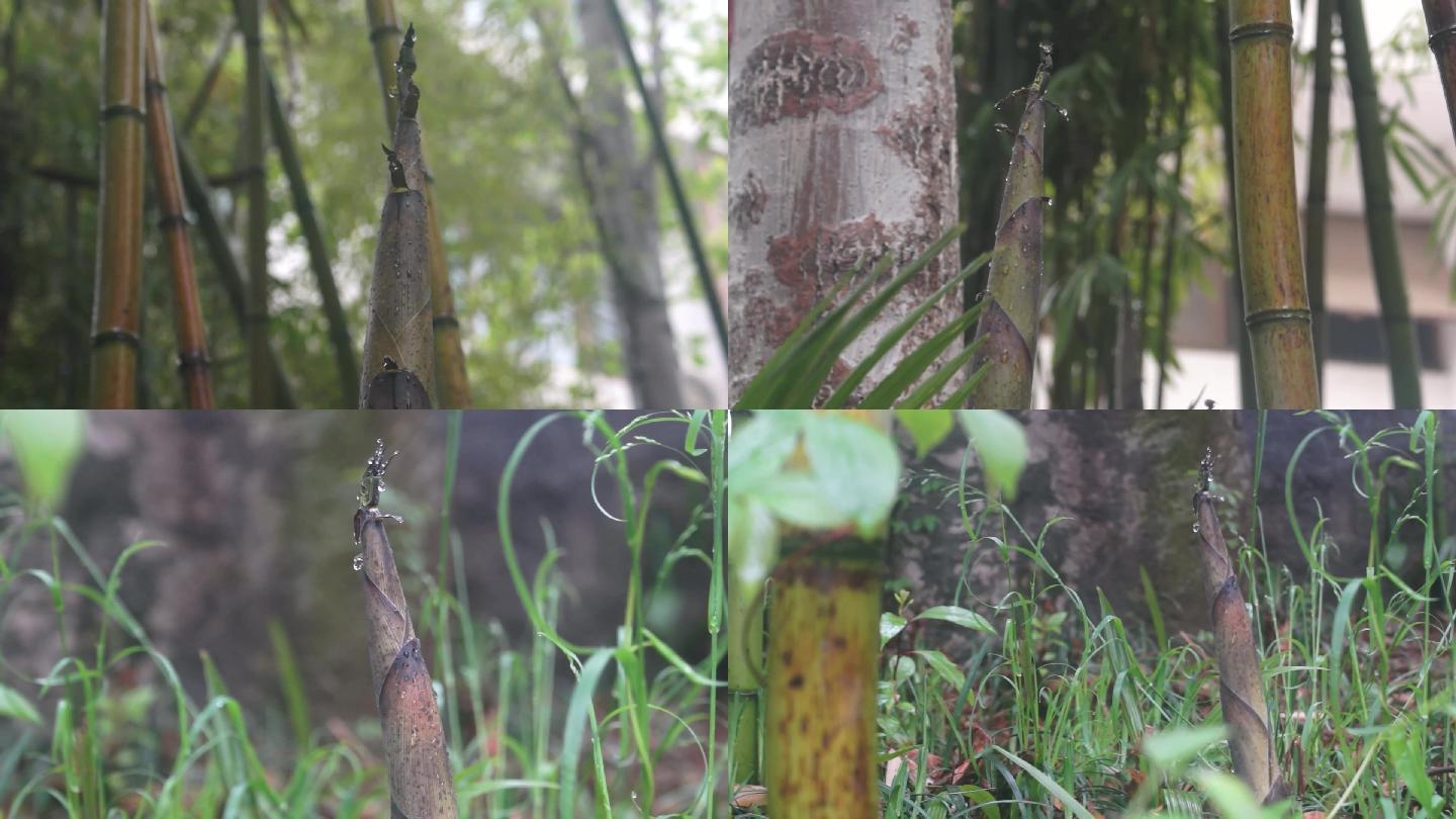 春雨后的竹林-竹子-竹笋（2014.03