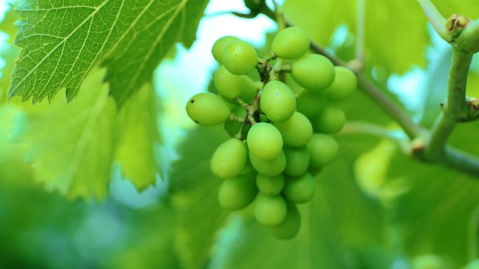 葡萄种植葡萄园葡萄特写葡萄丰收葡萄