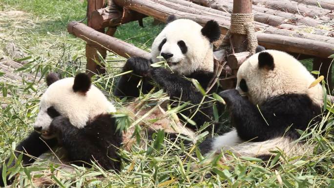 熊猫进餐01