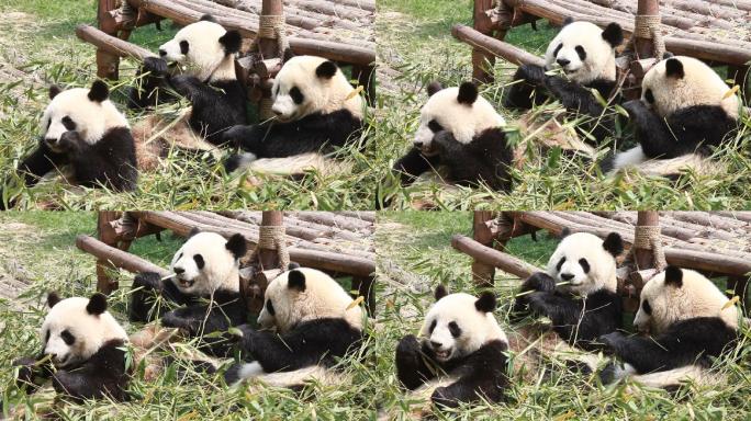 熊猫进餐01