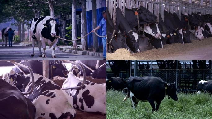 奶牛养殖视频素材
