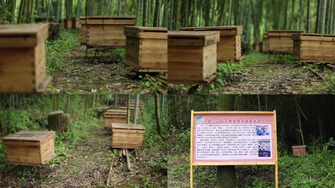 林下养殖蜂蜜