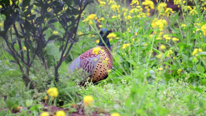 菜花地漂亮的公野鸡