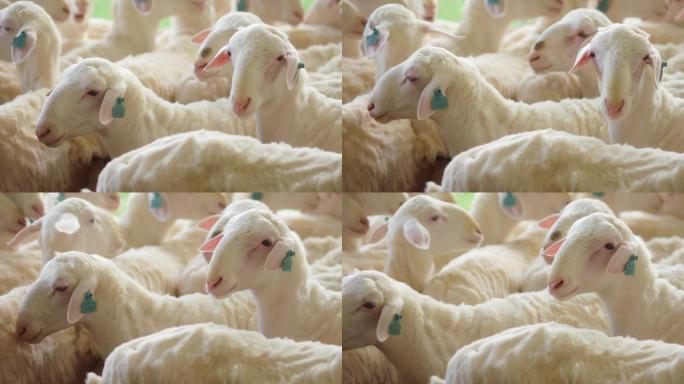 规模化养羊
