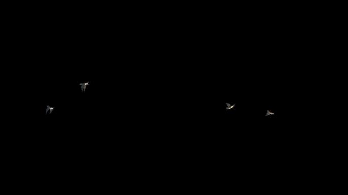 燕子飞翔动画序列